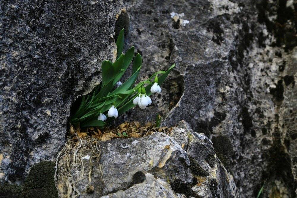 Orta Toroslarda kardelenler kara hasret çiçek açtı