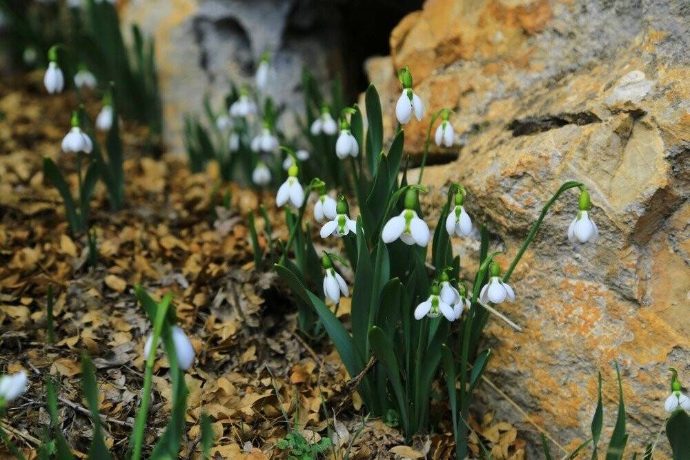 Orta Toroslarda kardelenler kara hasret çiçek açtı