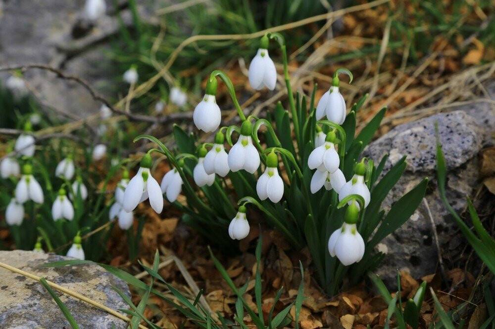 Orta Toroslarda kardelenler kara hasret çiçek açtı