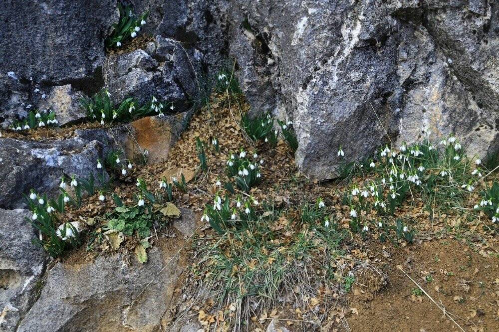Orta Toroslarda kardelenler kara hasret çiçek açtı
