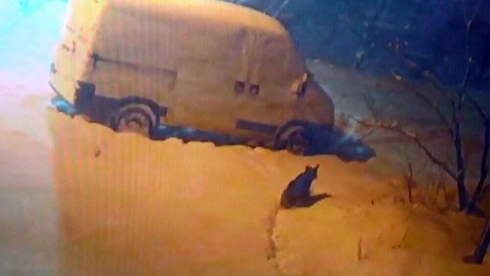 Konya’da aç kalan kurtlar şehre indi