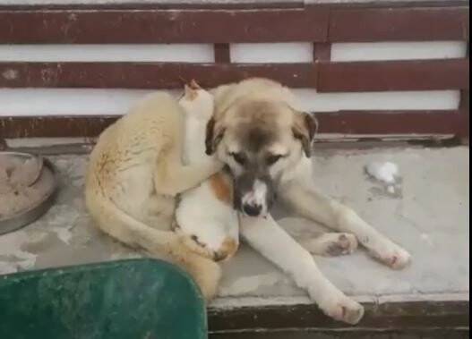 Soğuk hava ezelî düşmanları barıştırdı