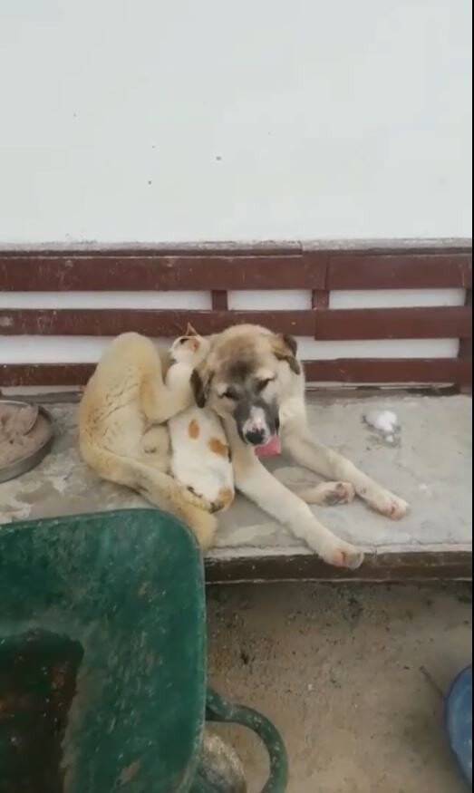 Soğuk hava ezelî düşmanları barıştırdı
