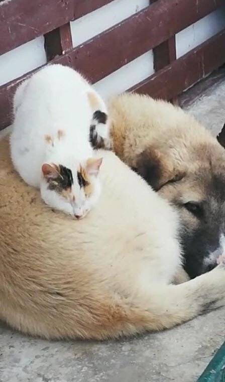 Soğuk hava ezelî düşmanları barıştırdı