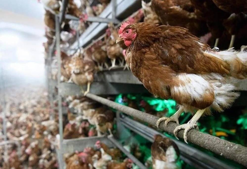 1,9 Milyon kanatlı hayvan sevkiyatı yapıldı