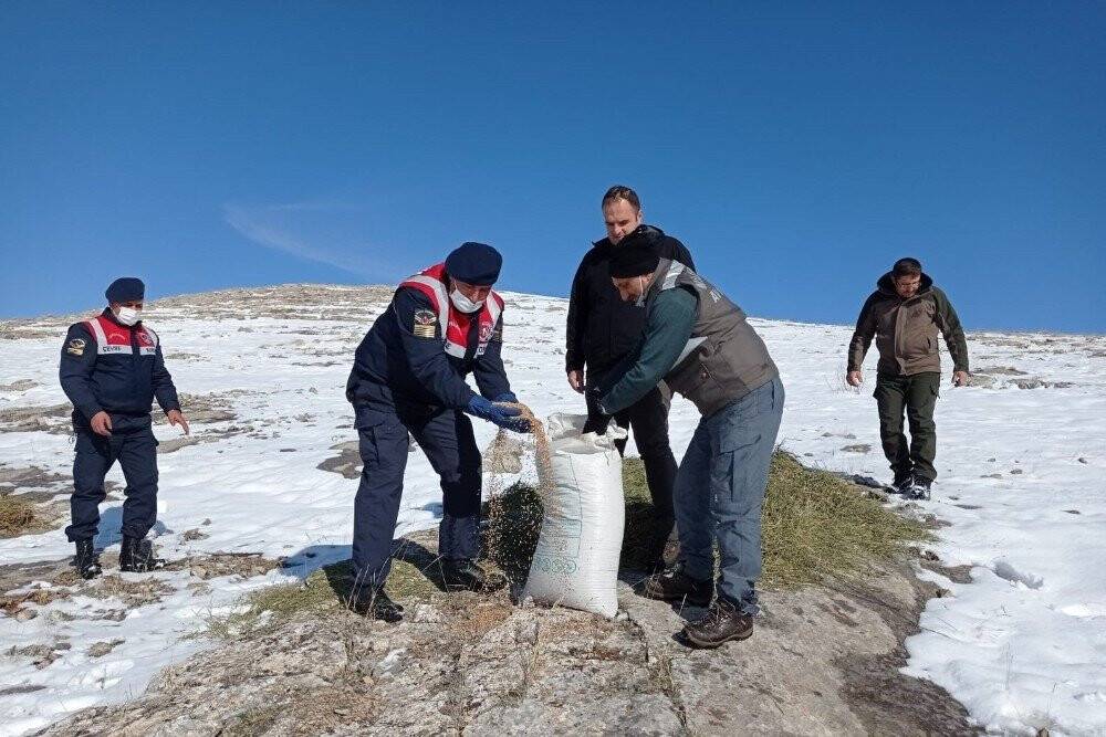 Konya'da yaban koyunlarına yem bırakıldı