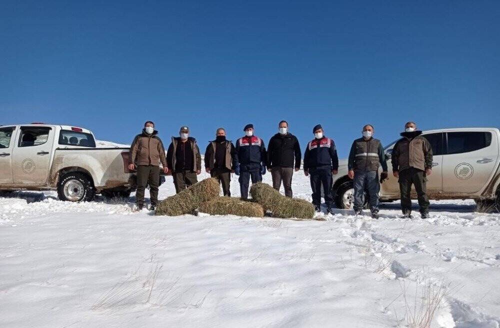 Konya'da yaban koyunlarına yem bırakıldı