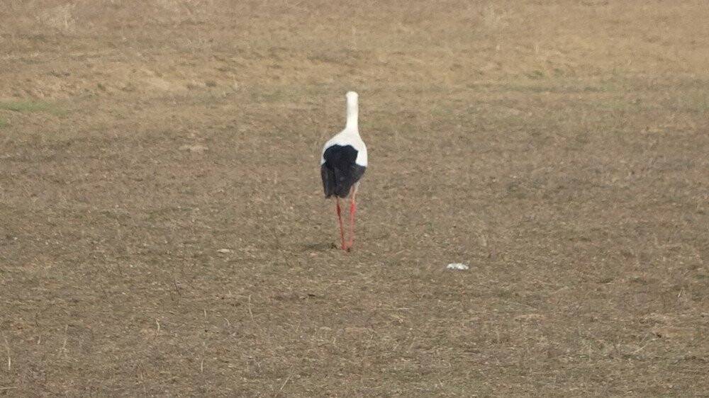 Baharın müjdecisi leylekler erken geldi