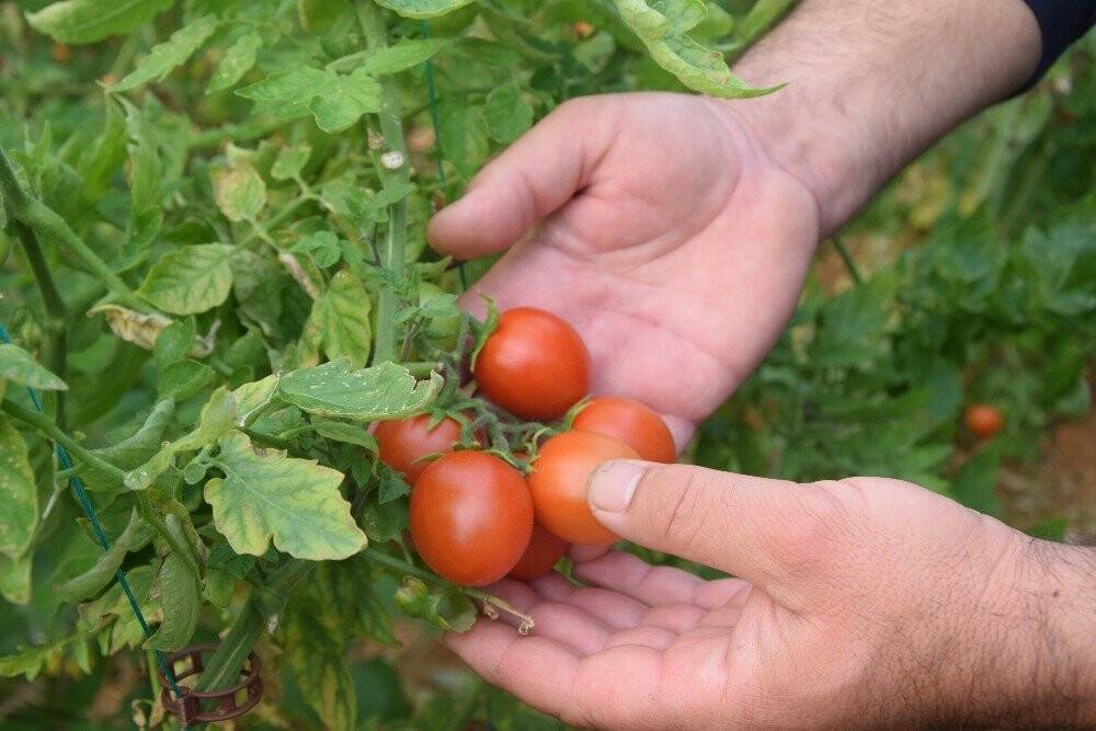 2021 Şubat ayı meyvede rekor ayı oldu