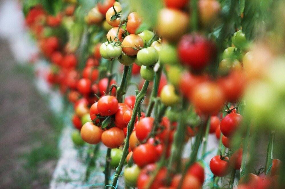 2021 Şubat ayı meyvede rekor ayı oldu