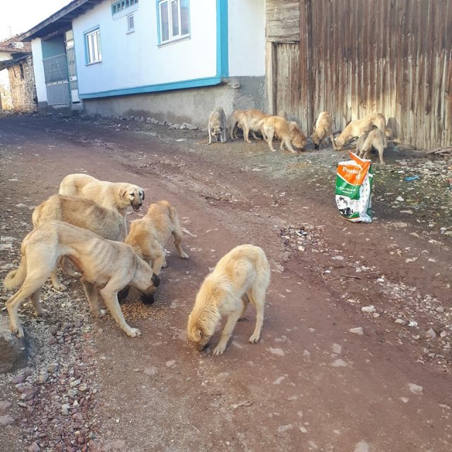 Köydeki 25 köpeği emekli vatandaş besliyor