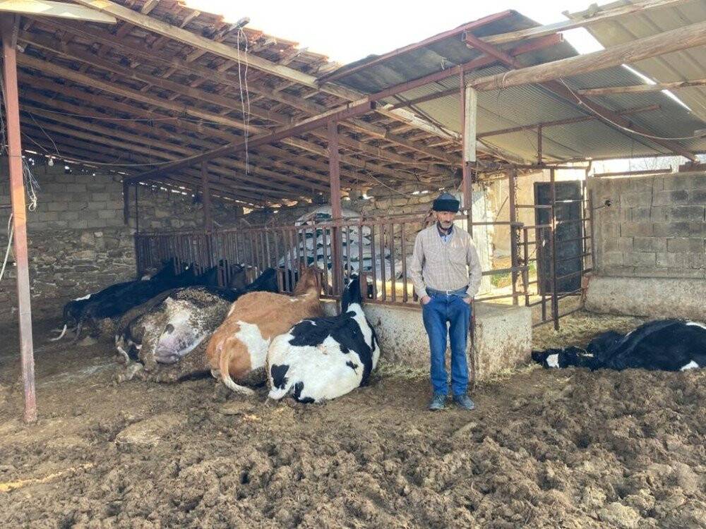 Elektrik akımına kapılan 9 büyükbaş hayvan telef oldu