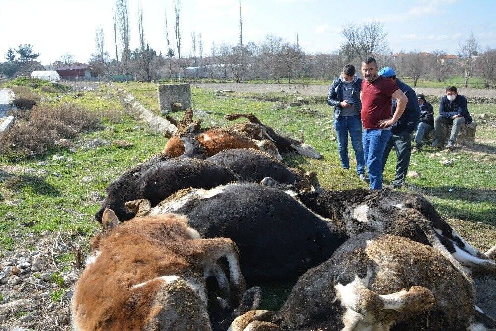 Elektrik akımına kapılan 9 büyükbaş hayvan telef oldu