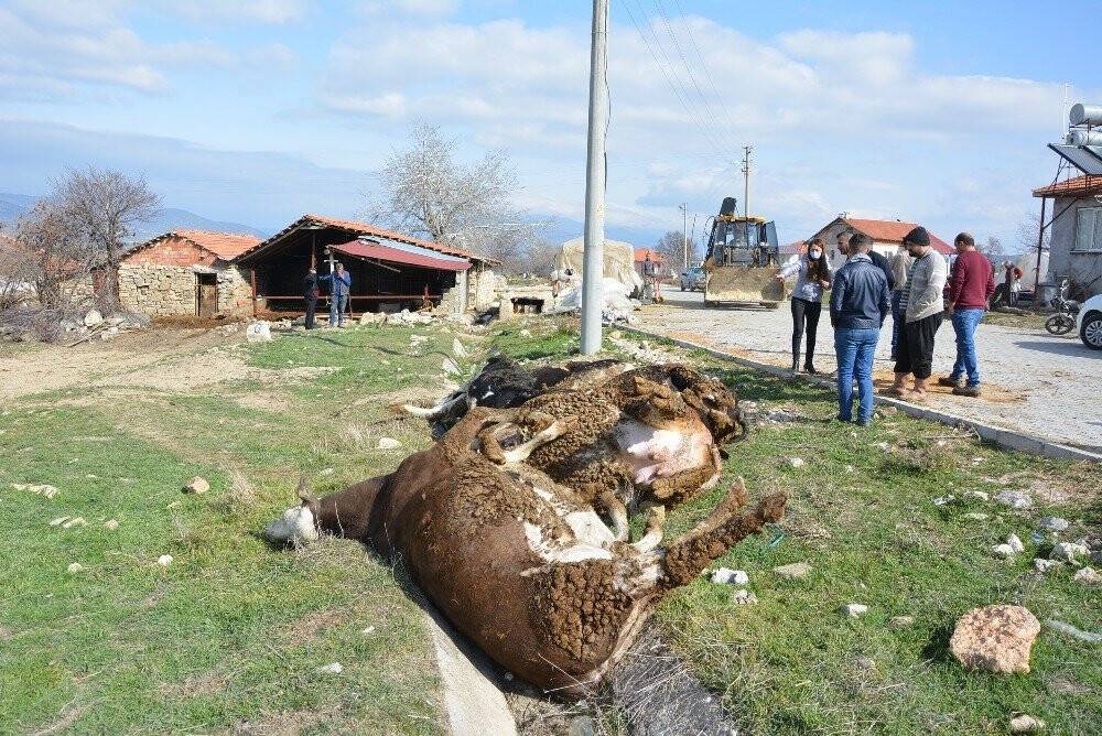 Elektrik akımına kapılan 9 büyükbaş hayvan telef oldu