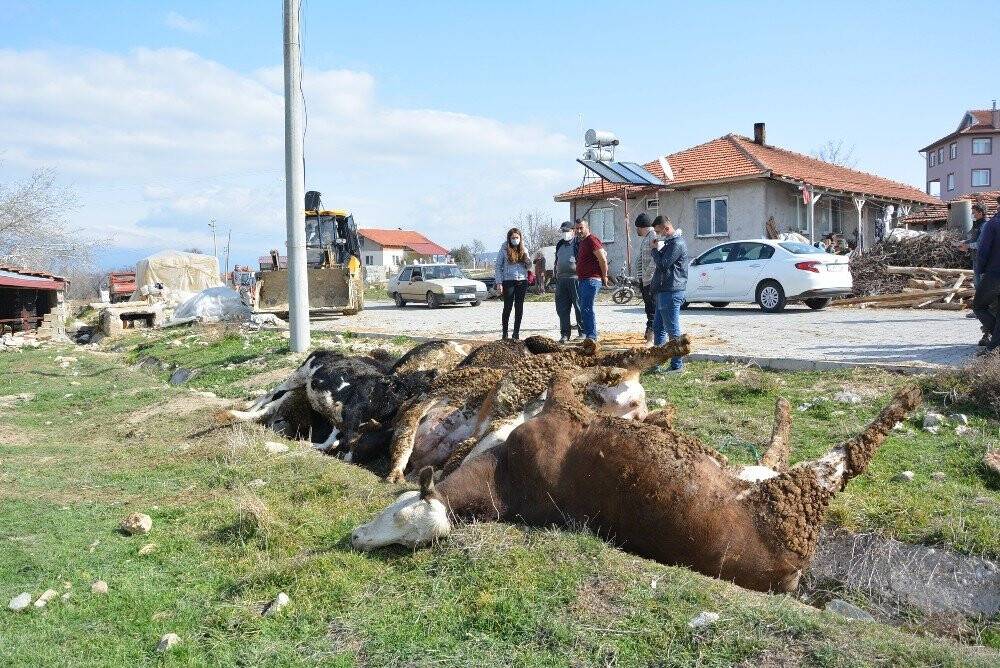 Elektrik akımına kapılan 9 büyükbaş hayvan telef oldu