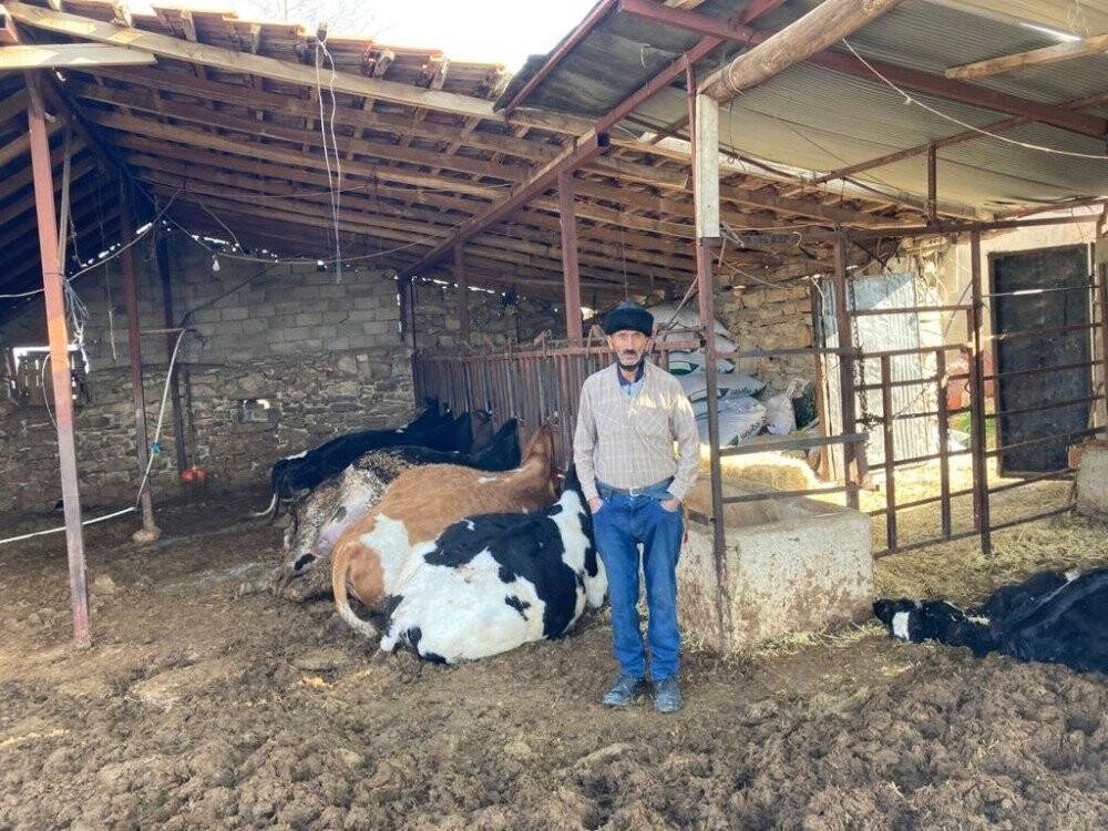 Elektrik akımına kapılan 9 büyükbaş hayvan telef oldu