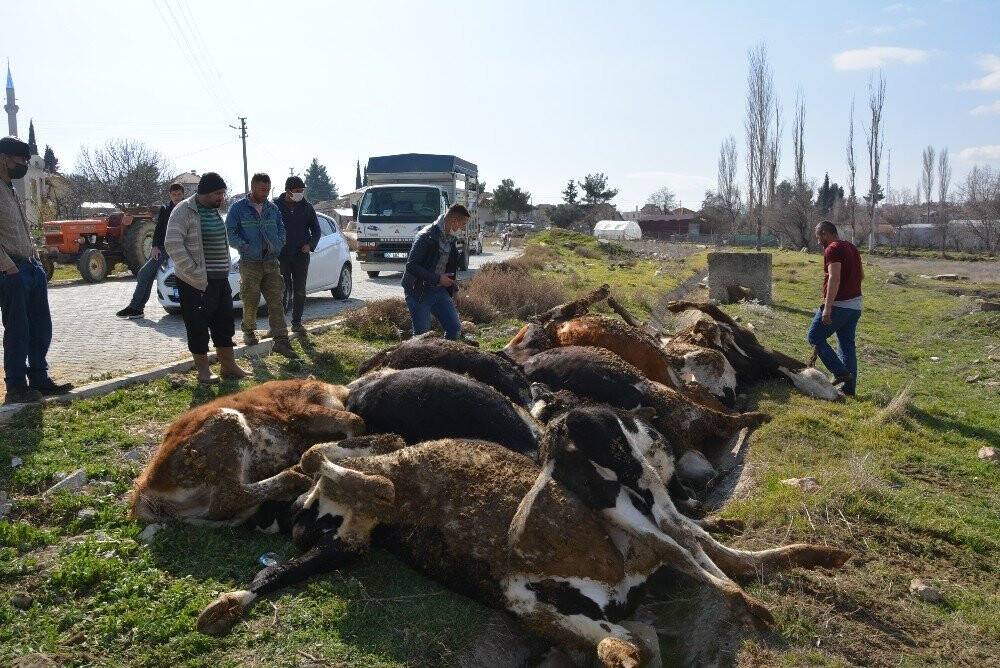 Elektrik akımına kapılan 9 büyükbaş hayvan telef oldu