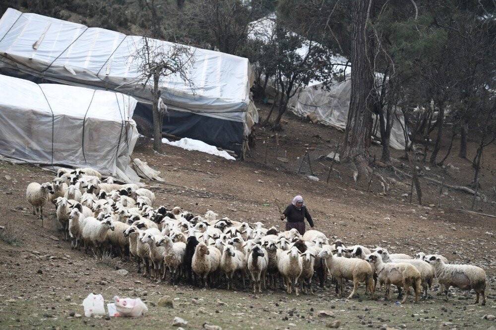 Fatma teyzenin 62 yıllık çobanlık hikayesi