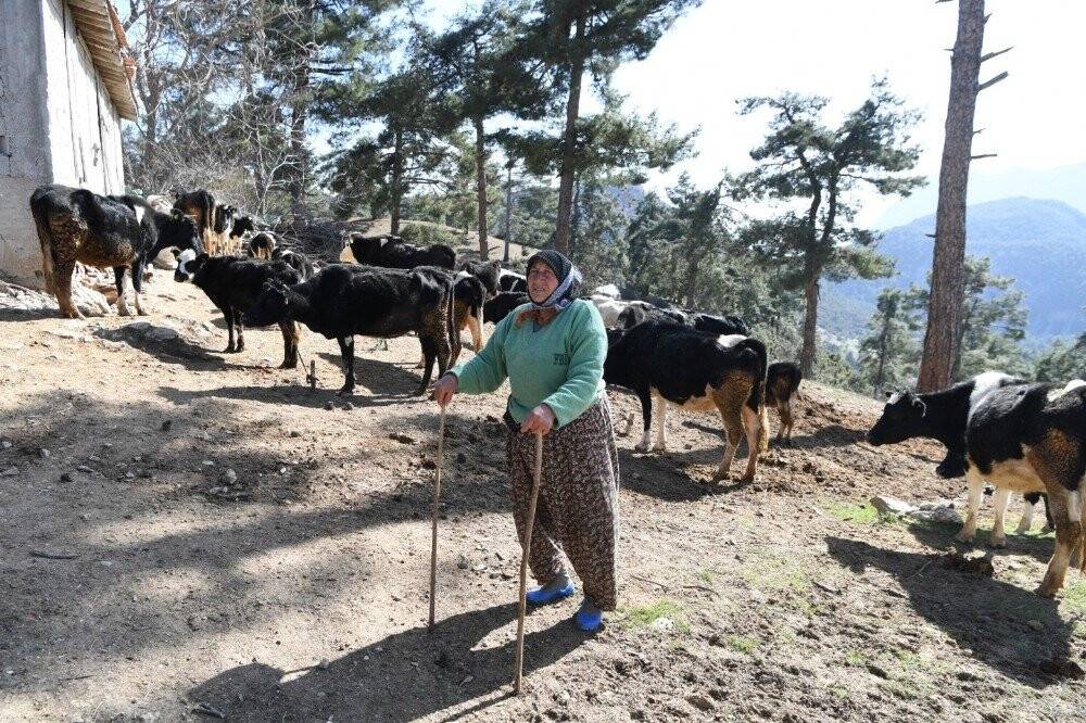 Fatma teyzenin 62 yıllık çobanlık hikayesi