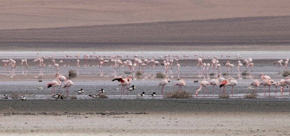 Konya'da Düden Gölü’ndeki flamingo sayısı düştü