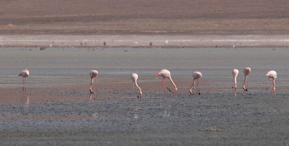 Konya'da Düden Gölü’ndeki flamingo sayısı düştü