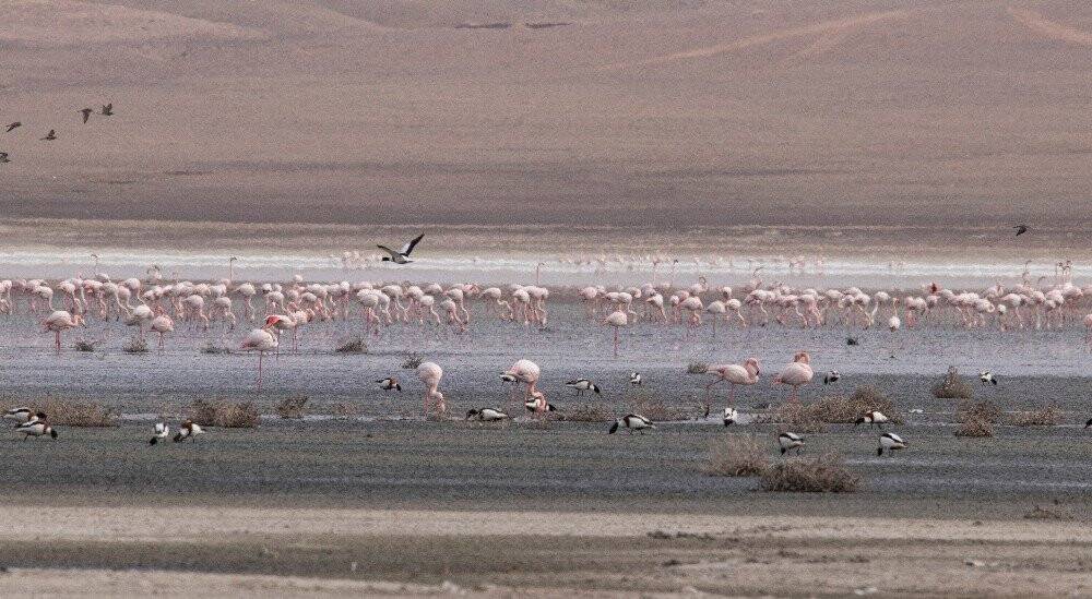 Konya'da Düden Gölü’ndeki flamingo sayısı düştü