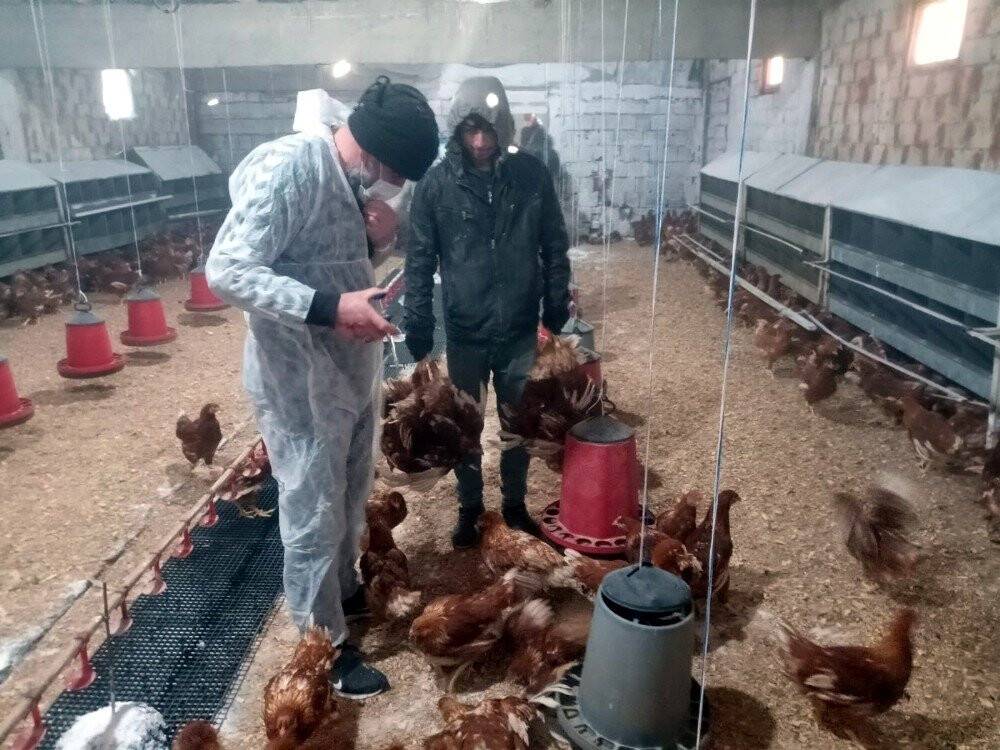 Yumurta tavukçuluğuna ilgi artıyor