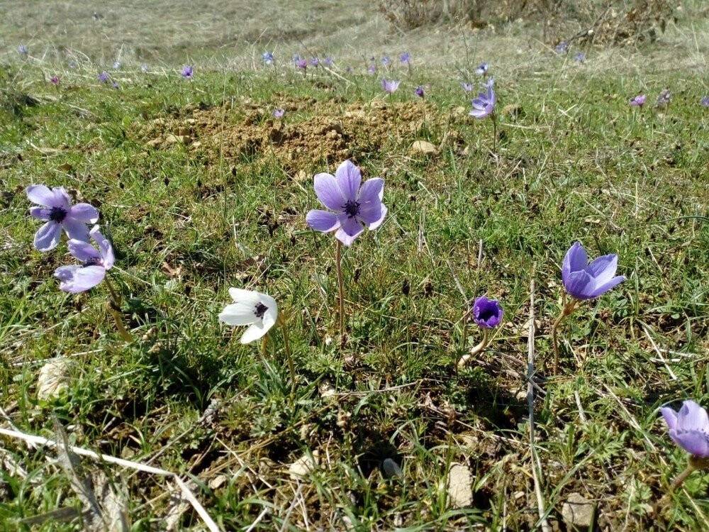 Dün karın yağdığı Kulp’ta dağ laleleri çiçek açtı