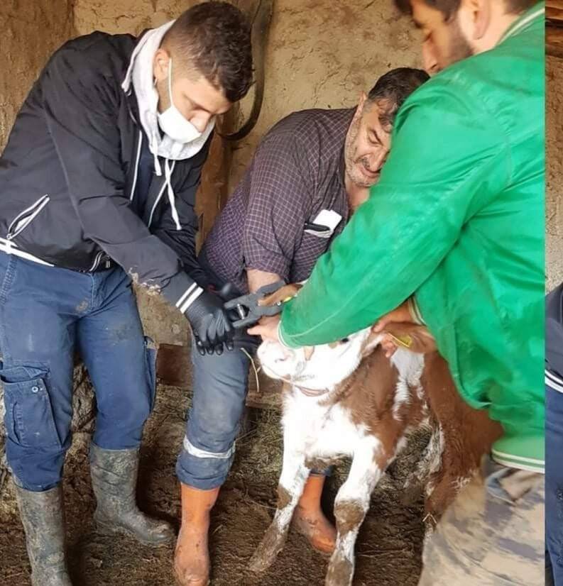 Köylerde büyükbaş hayvanlara aşı çalışmaları