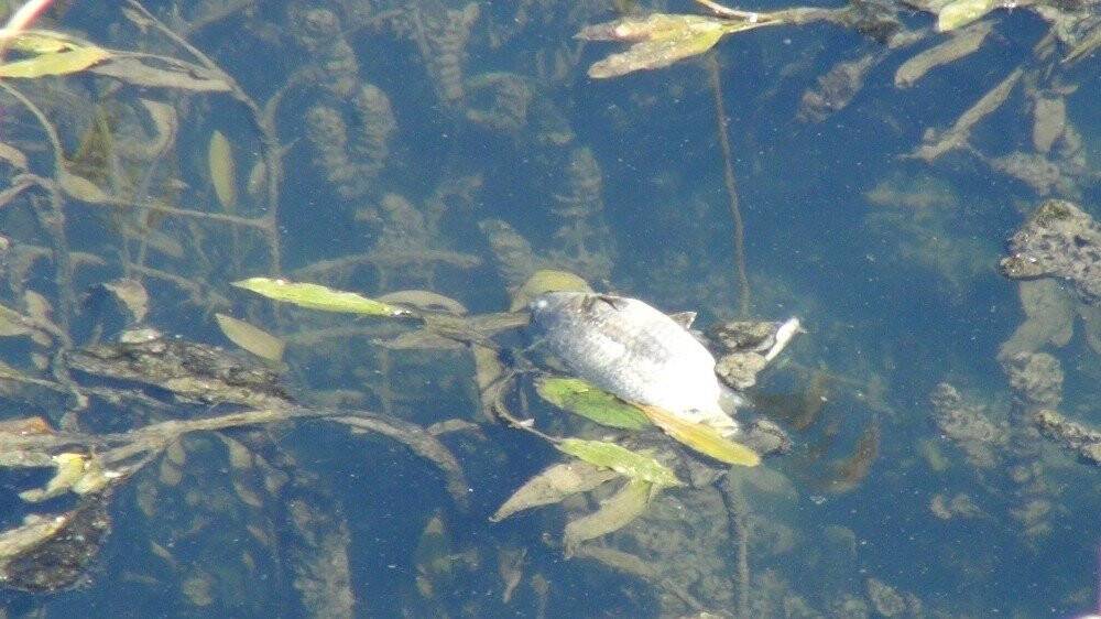 Manavgat Sanayisinde balık ölümleri