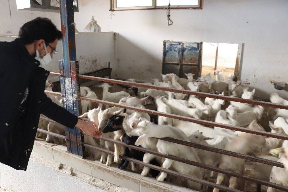 Koronaya karşı probiyotik peynir ürettiler