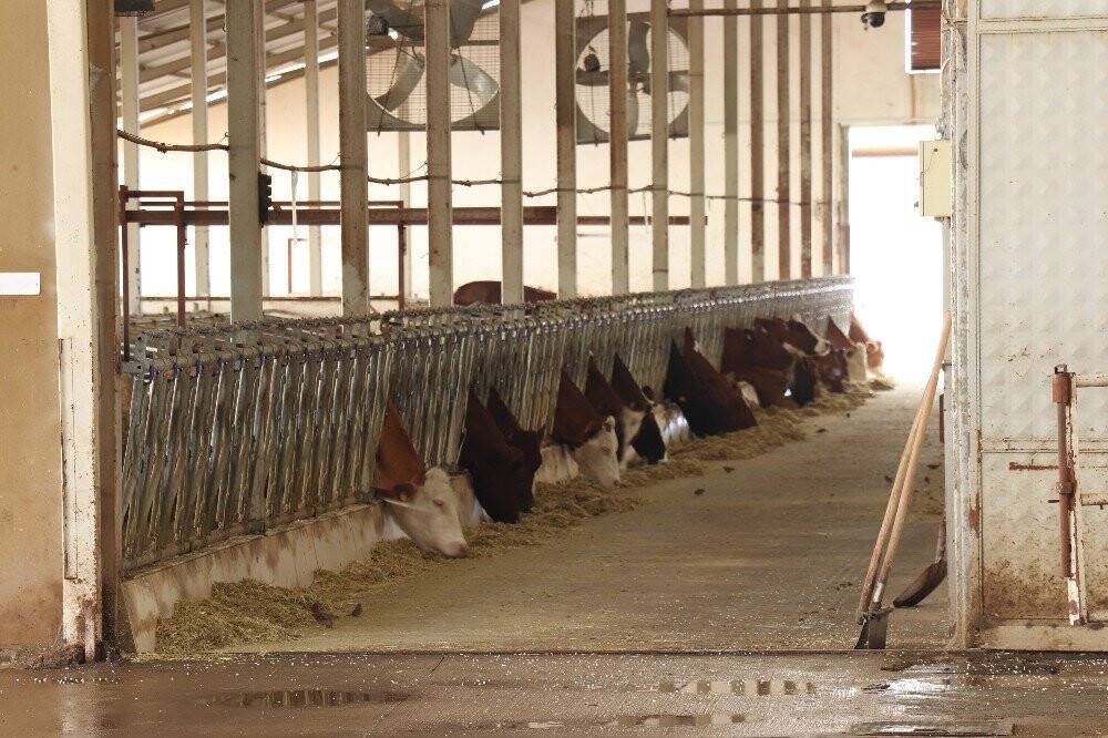 Koronaya karşı probiyotik peynir ürettiler