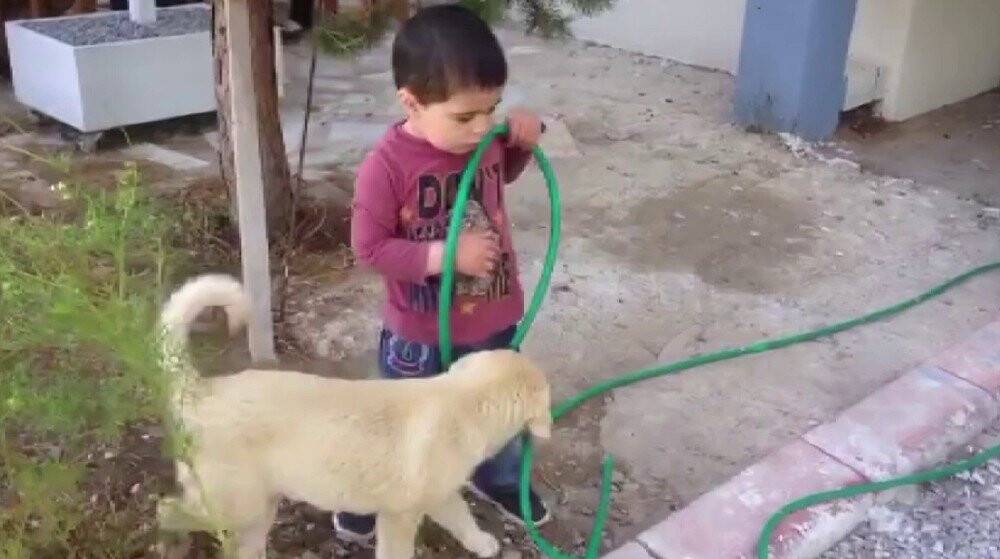 Köpeği ısıran çocuk görenleri gülme krizine soktu