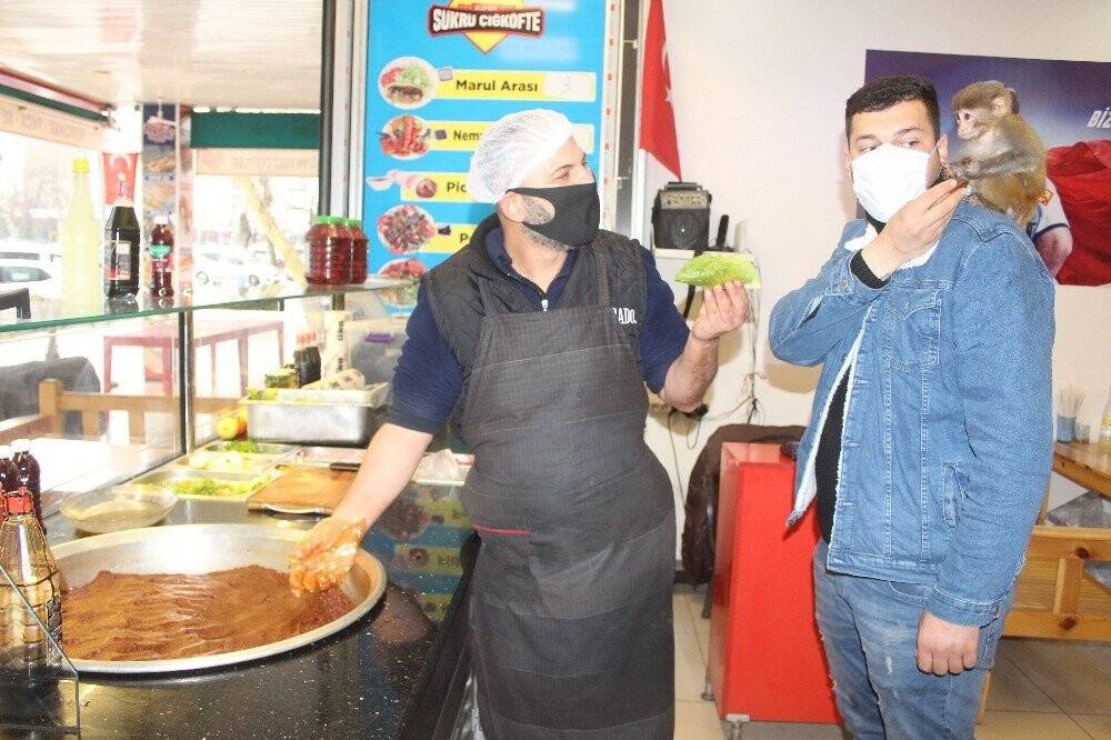 Bu maymun acı çiğköfte seviyor