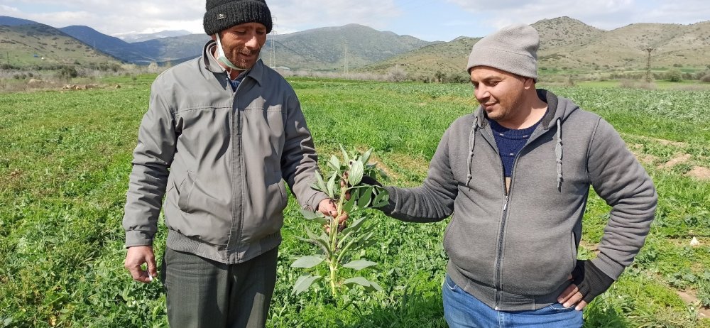 Kar ve don, bakla ve bezelyeyi vurdu