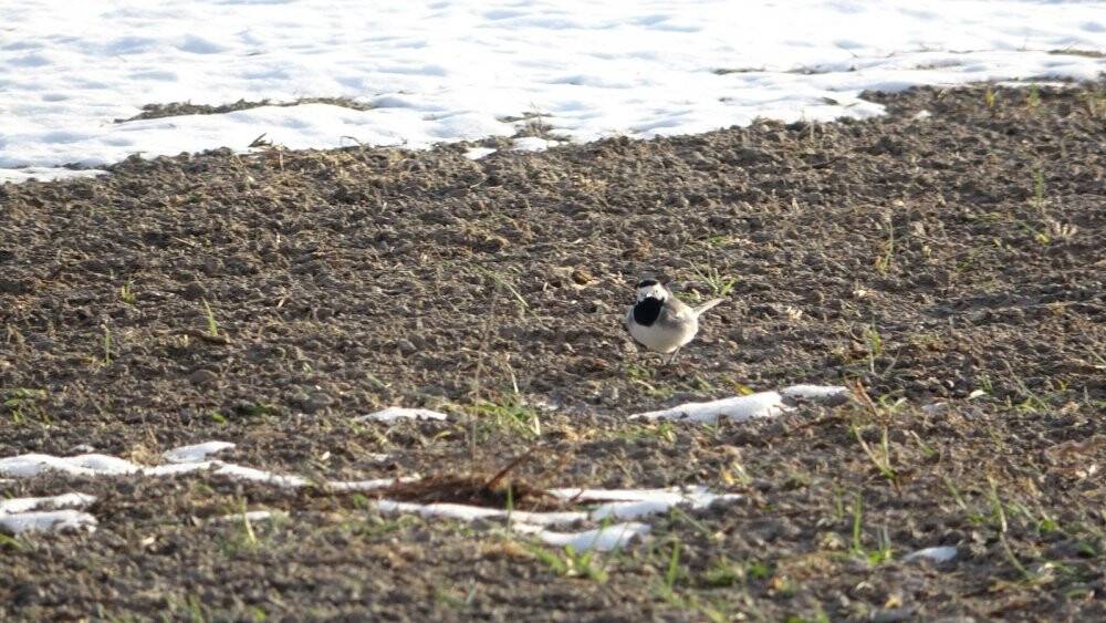 Konya’da yağışlar çiftçinin yüzünü güldürdü