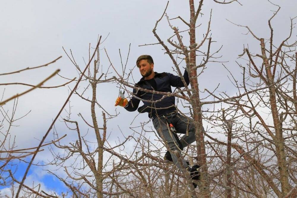 Toroslar’daki kiraz bahçeleri kar altında yeni sezona hazırlanıyor