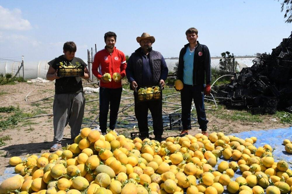 Mersin'de ilk kavun hasadı yapıldı
