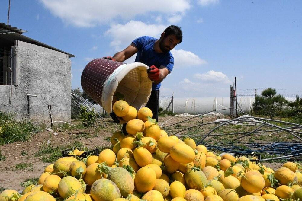 Mersin'de ilk kavun hasadı yapıldı