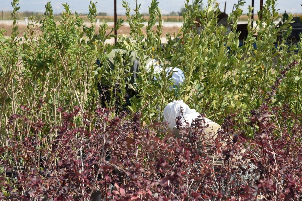 Büyükşehir, 250 bin metrekare peyzaj çalışması yapacak