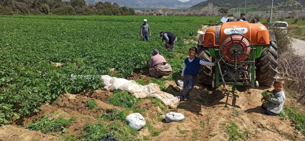 Örtü altına alınmayan patatesi don vurdu