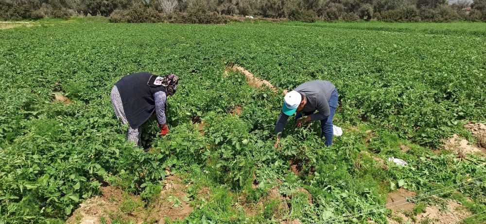 Örtü altına alınmayan patatesi don vurdu