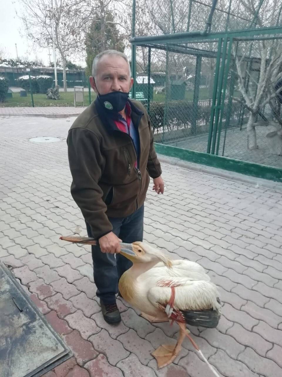Yaralı halde bulunan pelikan tedaviye alındı