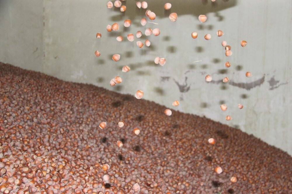 AB ülkelerine tonlarca fındık ihraç edildi