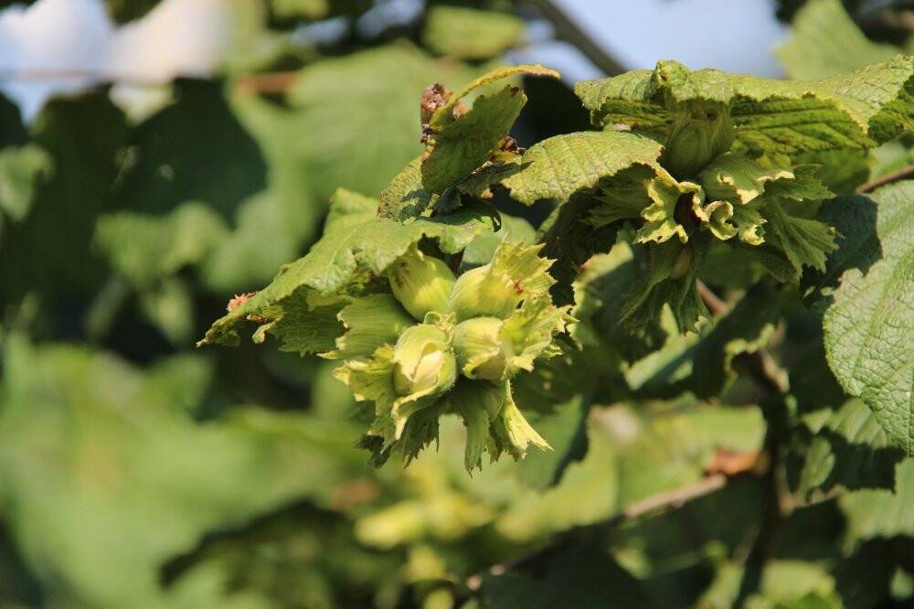AB ülkelerine tonlarca fındık ihraç edildi