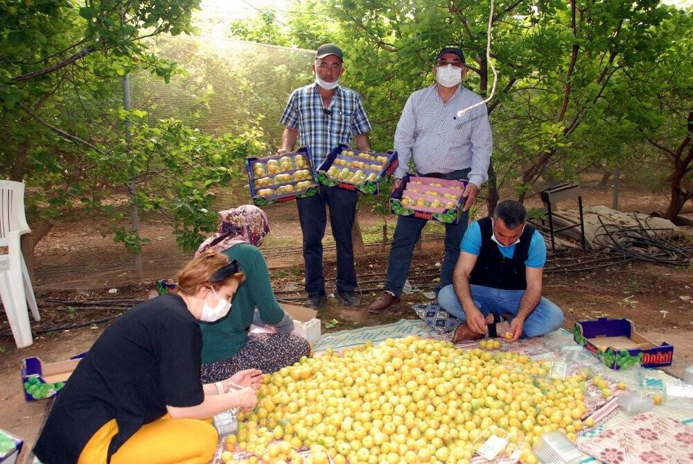 Sezonun ilk kayısı hasadı Silifke’de yapıldı