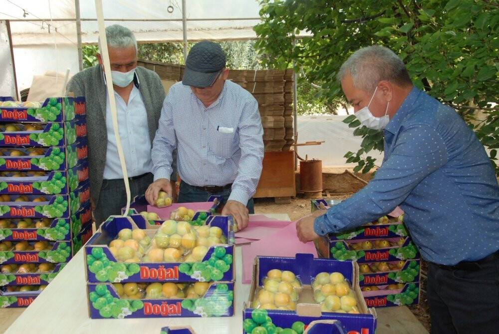 Sezonun ilk kayısı hasadı Silifke’de yapıldı