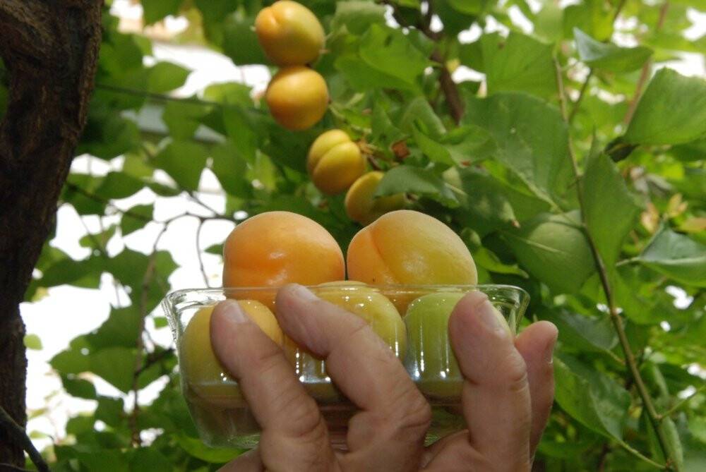 Sezonun ilk kayısı hasadı Silifke’de yapıldı