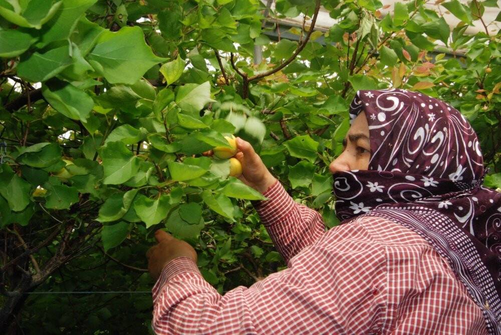 Sezonun ilk kayısı hasadı Silifke’de yapıldı