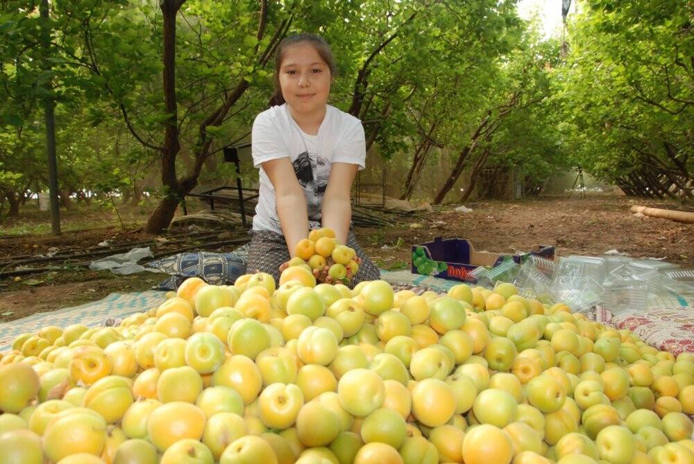 Sezonun ilk kayısı hasadı Silifke’de yapıldı